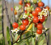 Daphne gnidium