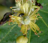 Tilia europaea