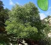 Styrax officinalis