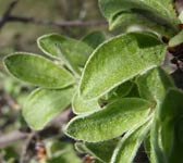 Pyrus spinosa