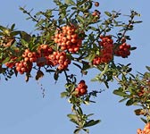 Pyracantha coccinea