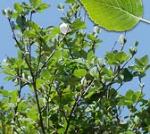 Sorbus aria