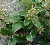 Salix pyrenaica