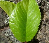 Malus domestica