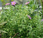 Cistus creticus