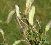Genista pilosa