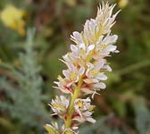 Myricaria germanica