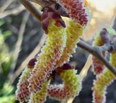 Populus canescens