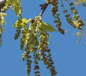 Quercus cerris