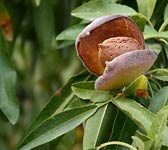 Prunus dulcis