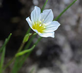 Lloydia serotina