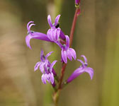Lobelia urens