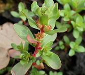 Lythrum portula