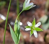 Moenchia erecta