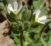 Androsace maxima