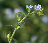 Lappula squarrosa