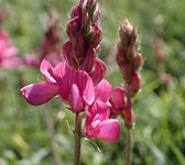 Onobrychis montana