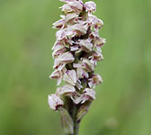 Neotinea maculata