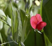 Lathyrus cicera