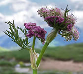 Mutellina purpurea