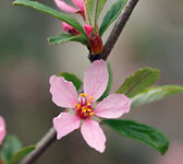 Prunus prostrata