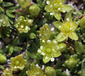Minuartia sedoides