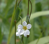 Linum catharticum