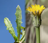 Hypochaeris glabra