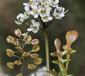 Teesdalia coronopifolia