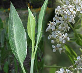 Lepidium latifolium