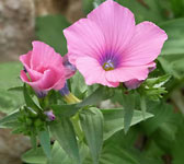 Linum pubescens