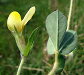 Lotus maritimus