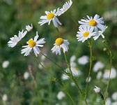 Matricaria recutita