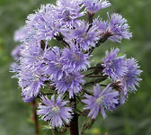 Lactuca alpina