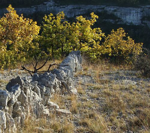 biotope de tulipes australes, causse à rocamadour