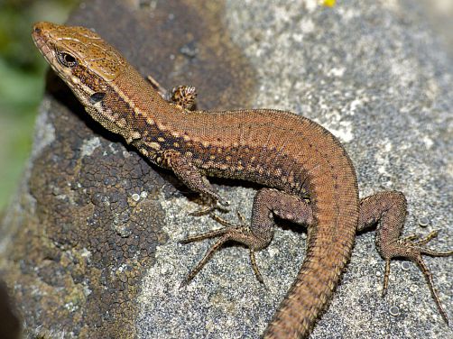 lézard des murailles sur un mur