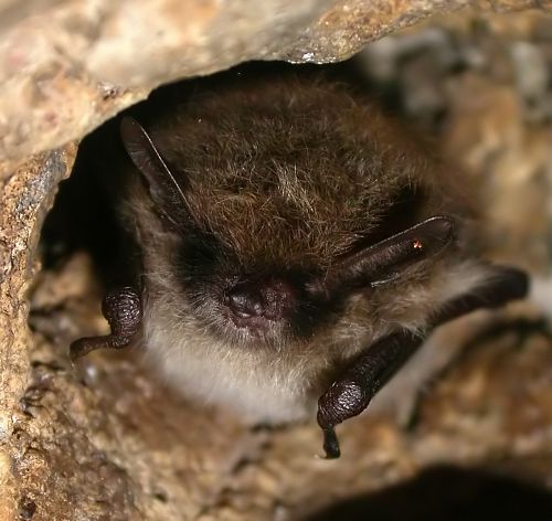 chauve souris - murin à moustache chauve souris - murin à moustache