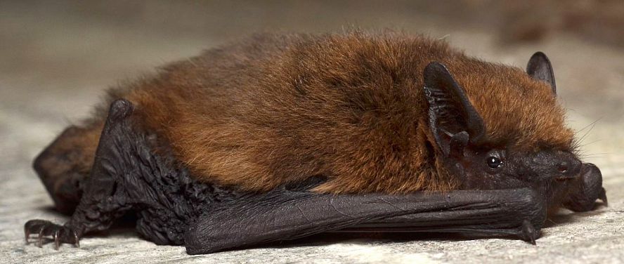 Pipistrelle Pipistrelle