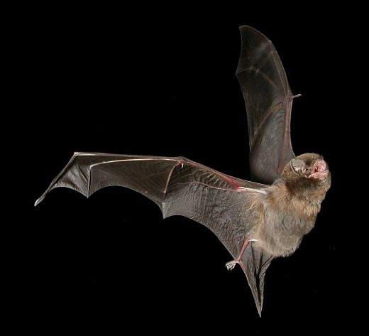 Chauve souris - Minioptère - Minioterus schreibersii
