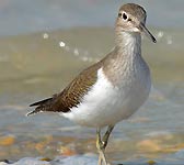 Tringa hypoleucos