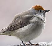Sylvia atricapilla