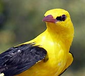 Oriolus oriolus