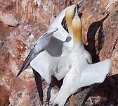 Morus bassanus