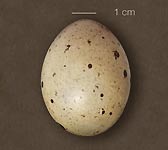 Tetrao urogallus