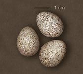 Lullula arborea
