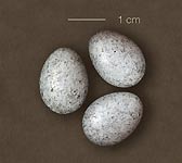 Motacilla alba