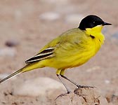 Motacilla flava