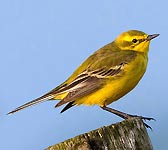 Motacilla flava