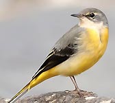 Motacilla cinerea