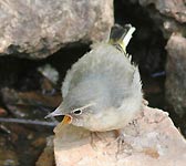 Motacilla cinerea